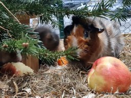 Lingener Kleintiertage November 2024